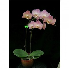 Orchid LB9614 / 2