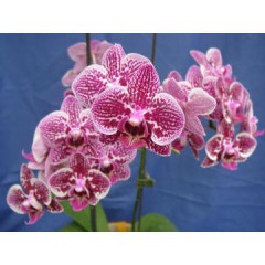 Orchid CY22 / 1