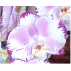 Phalaenopsis HO-516 / 1