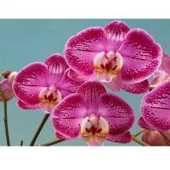 Orchid M-P0835 / 2