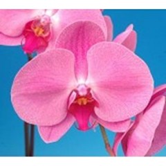 Phalaenopsis K42305 / 2