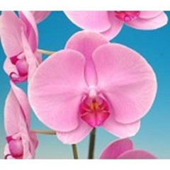 Phalaenopsis K52301 / 2