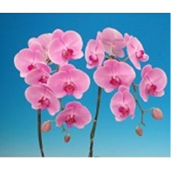 Phalaenopsis K52301 / 3