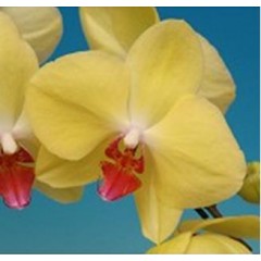 Phalaenopsis K40733 / 2