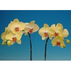 Phalaenopsis K40733 / 3