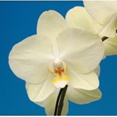 Phalaenopsis K50701 / 2