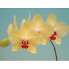 Phalaenopsis K41731 / 2