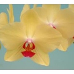 Phalaenopsis K41731 / 3