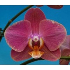 Phalaenopsis K68502 / 2