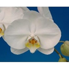 Phalaenopsis K42102 / 2