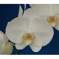 Phalaenopsis K52103 / 2