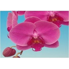 Phalaenopsis K40311 / 2