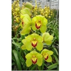 Cymbidium T523 / 2