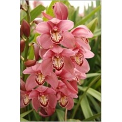 Cymbidium T518 / 2