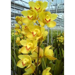 Cymbidium T525 / 2