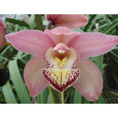 Cymbidium T477 / 2