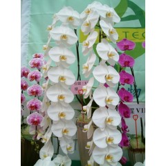 Phalaenopsis sw001 / 1