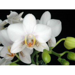 Orchid SPM366 / 2