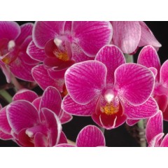 Orchid SPM354 / 2