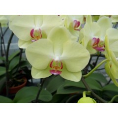 Orchid SPM236 / 2