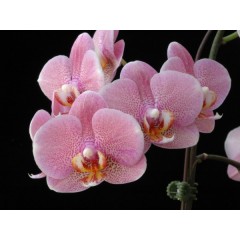 Orchid SPM261 / 2