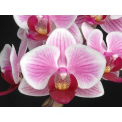 Orchid SPM277 / 2