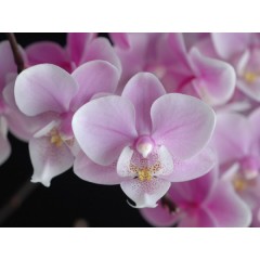 Orchid SPM298 / 2