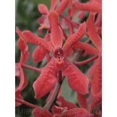 Renanthera / 2