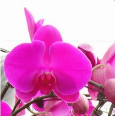 Phalaenopsis / 2