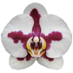 Orchid 8706 / 1