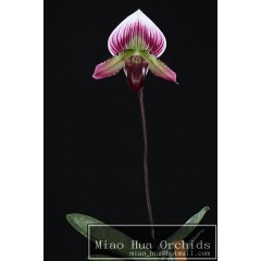 paphiopedilum - Whole Sale / 2