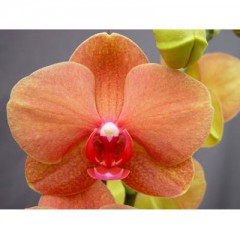 Orchid M-P0901 / 2