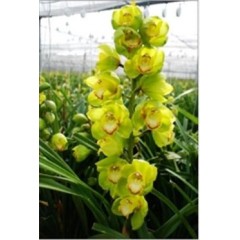 Cymbidium T362 / 2