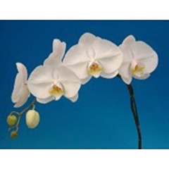 Phalaenopsis K42102 / 3