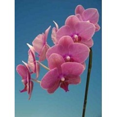 Phalaenopsis K97501 / 2