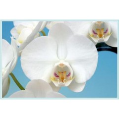 Phalaenopsis / 2