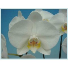 Phalaenopsis / 2