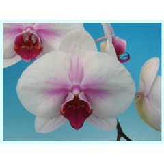 Phalaenopsis / 2