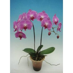 Phalaenopsis / 1