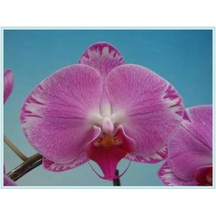 Phalaenopsis / 2