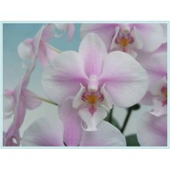 Phalaenopsis / 2