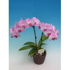 Phalaenopsis / 1