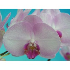 Phalaenopsis / 2