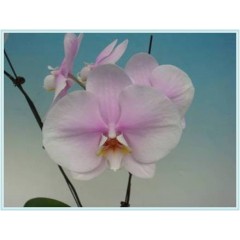 Phalaenopsis / 2