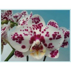 Phalaenopsis / 2