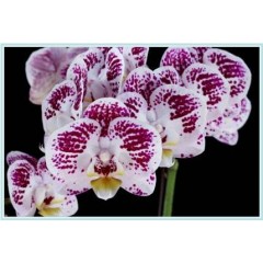 Phalaenopsis / 2