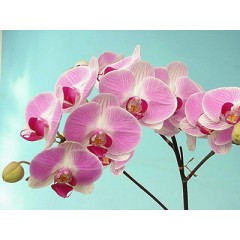 Orchid / 2