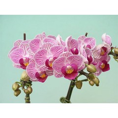 Orchid / 2